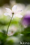 Bosanemoon (Anemone nemorosa)