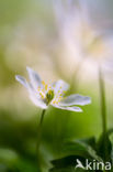 Bosanemoon (Anemone nemorosa)