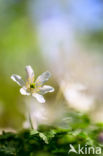 Bosanemoon (Anemone nemorosa)