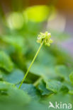 Moschatel