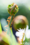 Brede stekelvaren (Dryopteris dilatata)