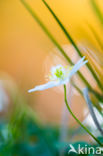 Bosanemoon (Anemone nemorosa)