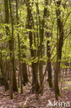 Beekdal Oude Diep Het Drentse Landschap