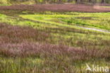 Beekdal Oude Diep Het Drentse Landschap