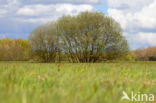 Beekdal Oude Diep Het Drentse Landschap