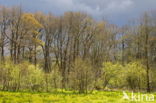 Beekdal Oude Diep Het Drentse Landschap