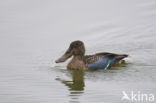 Northern Shoveler (Anas clypeata)