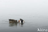 Northern Shoveler (Anas clypeata)