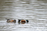 Northern Shoveler (Anas clypeata)