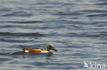 Northern Shoveler (Anas clypeata)