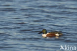 Northern Shoveler (Anas clypeata)