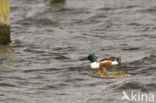 Northern Shoveler (Anas clypeata)