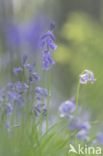 Bluebell (Hyacinthoides non-scripta