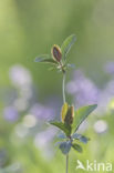 Boskamperfoelie (Lonicera periclymenum Heckrotti)