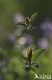 Boskamperfoelie (Lonicera periclymenum Heckrotti)