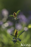 Honeysuckle (Lonicera periclymenum Heckrotti)