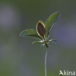 Honeysuckle (Lonicera periclymenum Heckrotti)