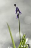 Bluebell (Hyacinthoides non-scripta