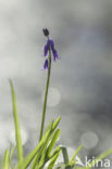 Bluebell (Hyacinthoides non-scripta