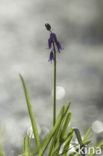 Bluebell (Hyacinthoides non-scripta