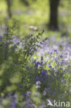 Bluebell (Hyacinthoides non-scripta