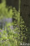 Bluebell (Hyacinthoides non-scripta