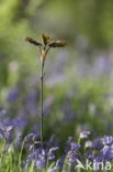 Bluebell (Hyacinthoides non-scripta