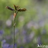 Bluebell (Hyacinthoides non-scripta