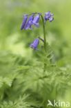 Bluebell (Hyacinthoides non-scripta