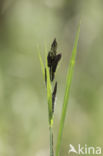 Common Sedge (Carex nigra)