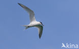 Sandwich Tern (Sterna sandvicencis)