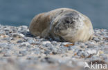 Grijze zeehond