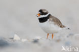 Bontbekplevier (Charadrius hiaticula)