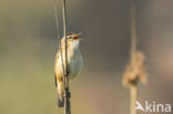 Sedge Warbler (Acrocephalus schoenobaenus)