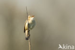 Sedge Warbler (Acrocephalus schoenobaenus)