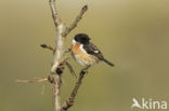 European Stonechat (Saxicola rubicola)