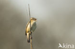 Sedge Warbler (Acrocephalus schoenobaenus)