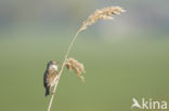 Greater Whitethroat (Sylvia communis)