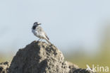 Witte Kwikstaart (Motacilla alba)