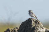 Witte Kwikstaart (Motacilla alba)