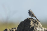 White Wagtail (Motacilla alba)