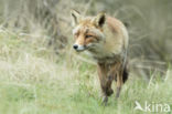 Fox (Vulpes vulpes)