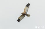 Marsh Harrier (Circus aeruginosus)