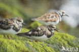 Steenloper (Arenaria interpres)