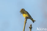 Groenling (Carduelis chloris)