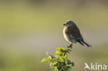 Eurasian Linnet (Carduelis cannabina)