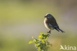 Eurasian Linnet (Carduelis cannabina)