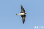 Bank Swallow (Riparia riparia)