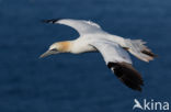 Northern Gannet (Morus bassanus)