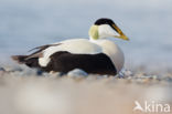 Eider (Somateria mollissima)